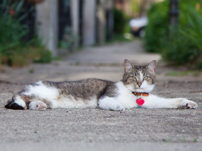 And cats.