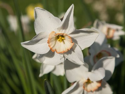You get ONE flower and then we have to go.  Don`t start fussing.  NO, WE`RE LEAVING!  I`m starting the car!