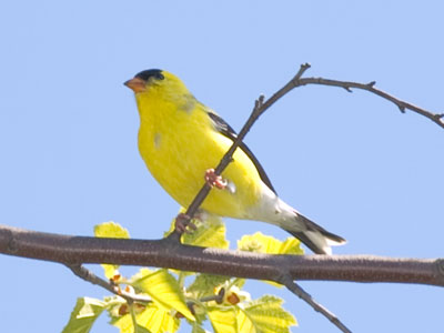 There was a dispute going on, over whatever it is goldfinches argue about.
