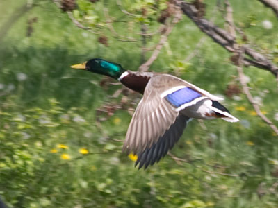 Off to work.  He has a lot of bills to feed.