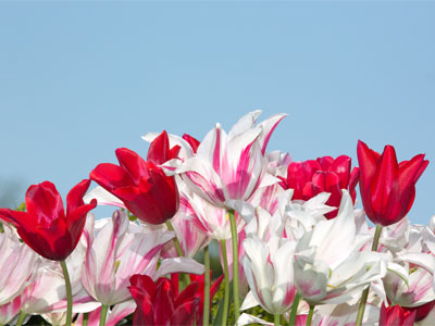 Tulips in the sky.