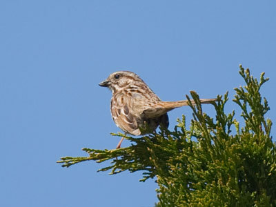 Your daily bird.