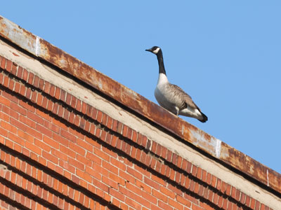 Habitat encroachment works both ways.