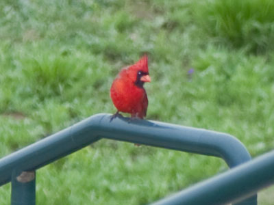 I like birds.