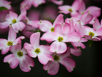 LOVE PINK.