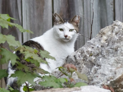 Don`t call him a stray.  He`s just independent.