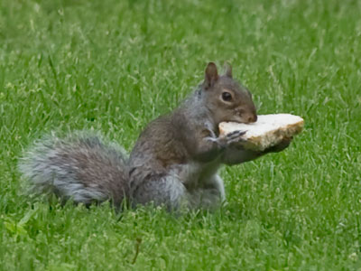 Part of my ongoing series about squirrels with special dietary requirements (see January 31, 2012).