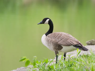 Pondering the pond.
