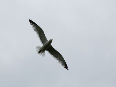 It looks like a 100% bird day.