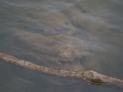 Crocodile.
