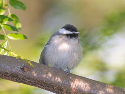 Chubby chickadee.