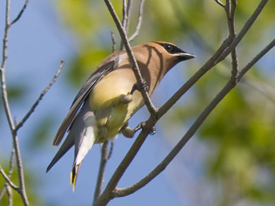 I couldn`t go a day without a bird, of course.