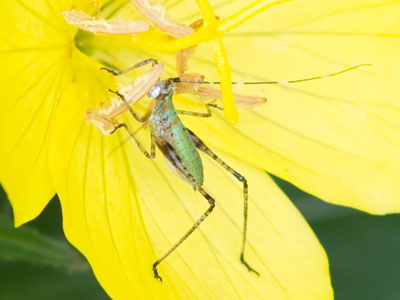 Proto-grasshopper.