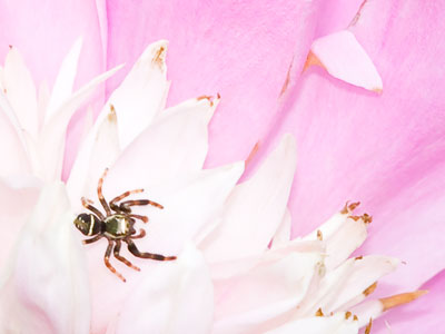Death among the peonies.