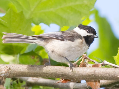 An awful lot of birds today, but each was a good photo.