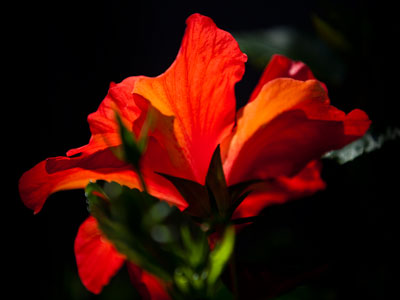 Flaming flower.
