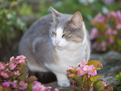 This cat can`t read the sign at the entrance that says NO PETS.