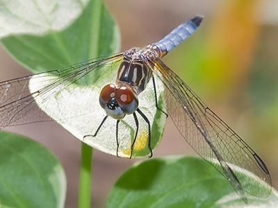 I took more than twenty shots of this dragonfly -- patiently and persistently.