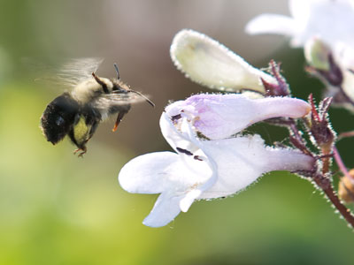 Bees are important.  Respect bees, please.