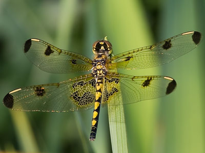 Today`s dragonfly required more than 25 photos.