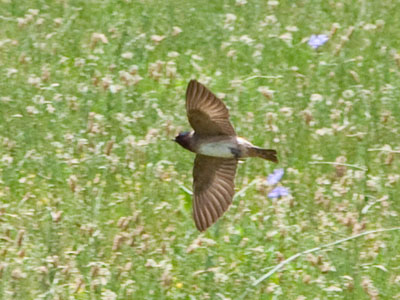The birds don`t care this is just a vacant lot in the city.  To them it`s a prairie for hunting bugs.