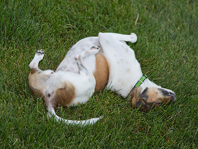 A crazy dog.