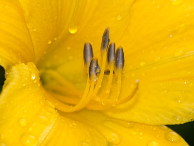 When all else fails, shoot a flower closeup.