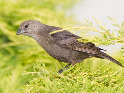 Here a baby bird was peeping and mom came over to find it.  Dad was looking down on me with disapproval.