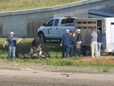 The undesirable geese were rounded up in a net and hauled away to a government re-education center.