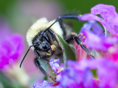 Bumble B.