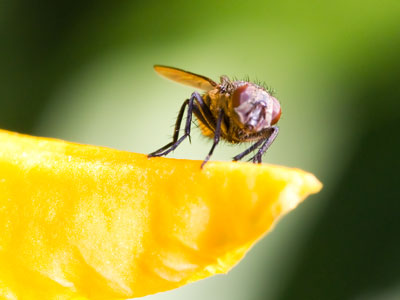 Yes, it`s just a creepy fly, but it`s a nearly perfect photo.