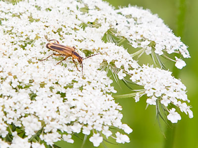 Your daily bug.