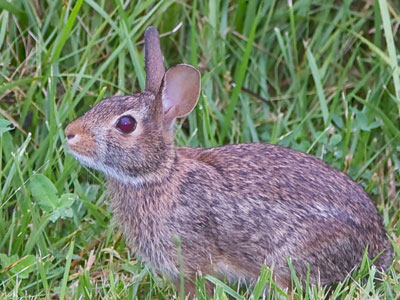 Your monthly bunny.