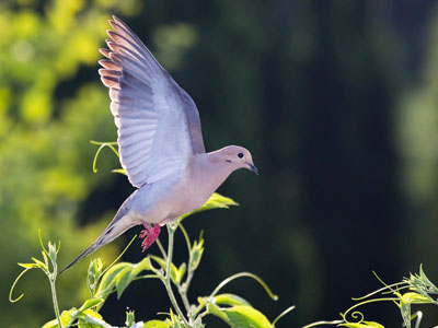 Both male and female worked together to build the nest.