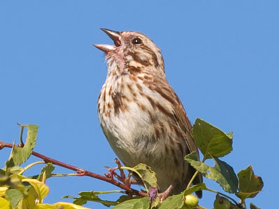 Was it fancy, beloved, the seagulls cried: `Sing loud for love, for I love him so`? ALICE DUNBAR NELSON