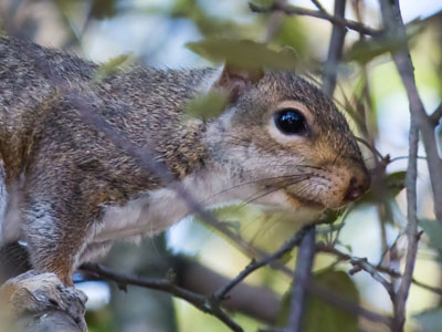 We could really use a hawk in the neighborhood to help keep the squirrel population down.