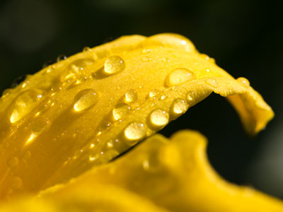 Gilded lily.