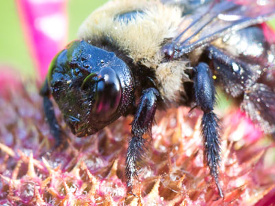 A face only a mother bumblebee could love.