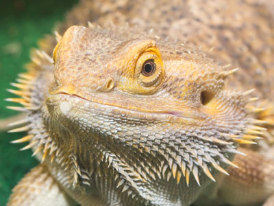 Breakfast:  crickets.  Lunch:  crickets.  Dinner:  crickets.
