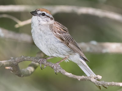 A tiny bird with a really big song.