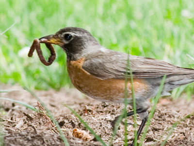 Breakfast: worms.  Lunch: worms.  Dinner:  worms.
