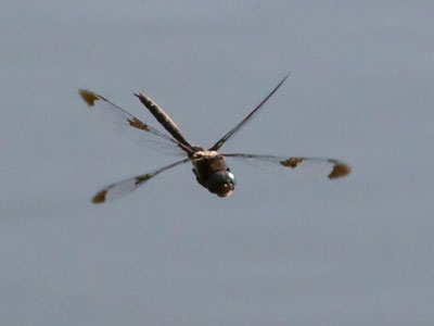 Flying.