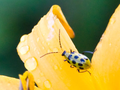And one more bug on the way back to the car.