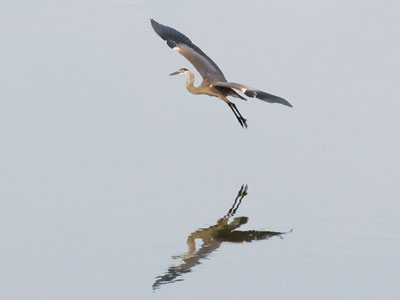 I took more bird pictures this morning, but I`ll spare you.