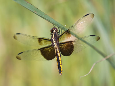 Dangling dragonfly.