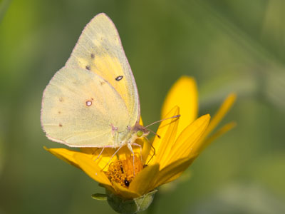 Bashful butterfly.
