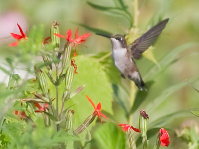 Humble hummingbird.