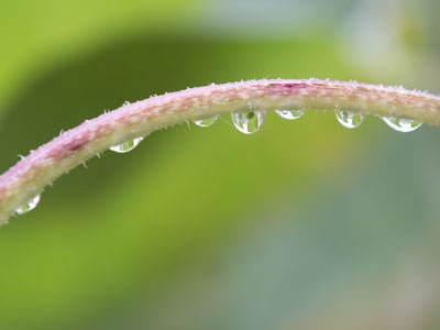 Apres la pluie.