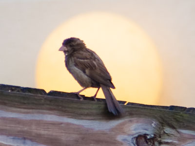 Bird aura.
