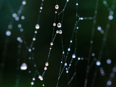 Watery web.